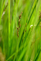 Elzenzegge; Elongated Sedge; Carex elongata