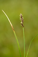 Pluimzegge; Greater Tussock Sedge; Carex panicula