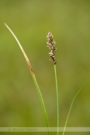 Pluimzegge; Greater Tussock Sedge; Carex panicula