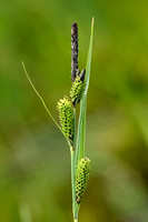 Stijve zegge; Tufted Sedge; Carex elata