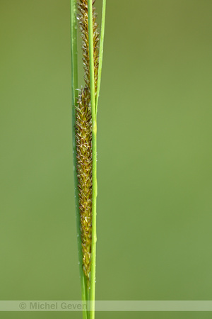 Snavelzegge; Bottle Sedge; Carex rostrata