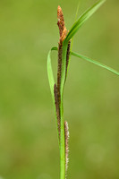 Noordse zegge; Water Sedge; Carex aquatilis