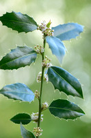 Hulstfamilie  Aquifoliaceae