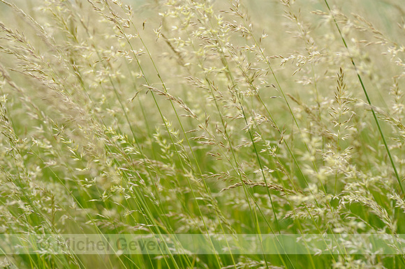 Glanshaver; False oat-grass; Arrhenatherum elatius;