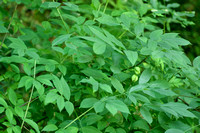 Pimpernoot; European Bladdernut; Staphylea pinnata