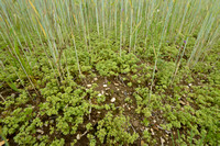 Eenjarige hardbloem; Annual knawel; Scleranthus annuus subsp. an