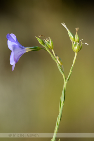 Perennial Flax; Linum narbonense;