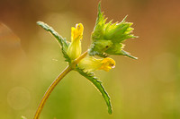 Kleine Ratelaar; Little yellowrattle; Rhinanthus minor