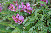 Montpellier Hokjespeul - Astragalus monspessulanus