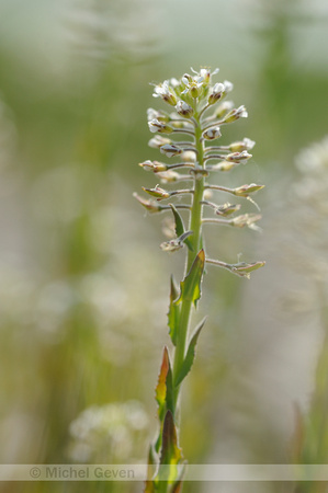 Veldkruidkers; Field Pepperwort; Lepidum campestre;
