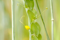 Naakte Lathyrus; Yellow Vetchling; Lathyrus aphaca;