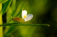 Genadekruid - Hedge Hyssop - Hedgehyssop - Gratiola officinalis