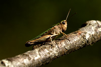 Zwart wekkertje - Woodland Grasshopper - Omocestus rufipes