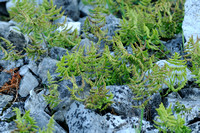 Rechte Driekhoeksvaren; Limestone Fern; Gymnocarpium robertianum