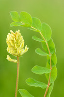 Astragalus - Hokjespeul