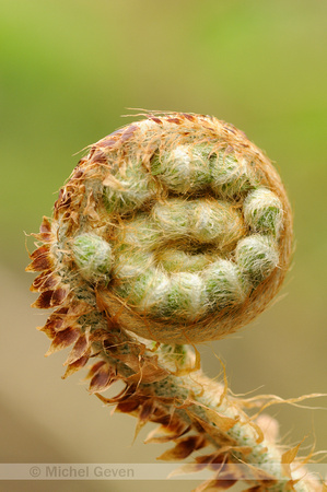 Zachte Naaldvaren; Soft Shield-fern; Polystichum setiferum