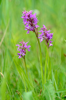 rietorchis; Southern marsh-orchid; Dactylorhiza majalis subsp. p