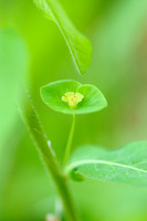 Zoete Wolfsmelk; Sweet Spurge; Euphorbia dulcis
