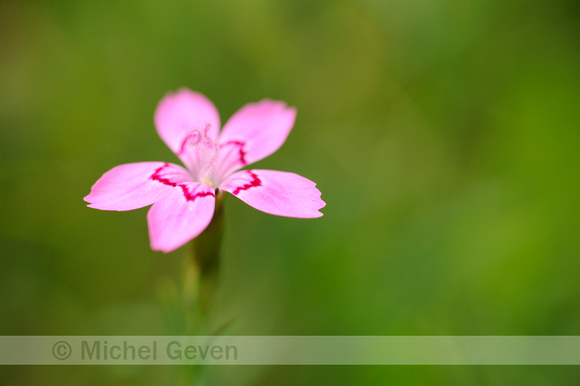 Steenanjer; Maiden Pink; Dianthus deltoides;