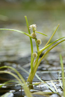 Drijvende egelskop; Floating bur-reed; Sparganium angustifolium
