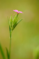 Ruige Anjer - Deptford Pink - Dianthus armeria