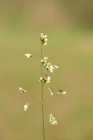 Veenreukgras; Holy Grass; Hierochlo‘ odorata