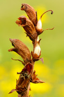 Orobanche caryophyllacea; Walstrobremraap; Clove-scented Broomrape