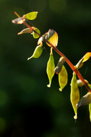 Holwortel; Bulbous Corydalis; Corydalis cava