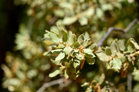 Steeneik - Evergreen Oak - Quercus ilex