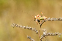 Zadelsprinkhaan; Saddle Bush-cricket; Ephippiger ephippiger