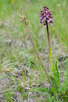 Purperorchis; Lady orchid; Orchis purpurea; Orchis pourpré