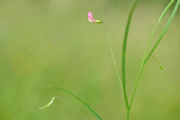 Graslathyrus; Grass vetchling; Lathyrus nissolia