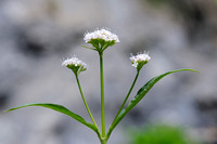 Bergvaleriaan; Valeriana montana; Mountain Valerian