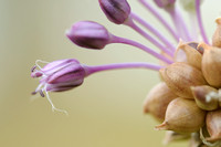 Kraailook; WIld garlic; Allium vineale