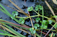 Klimopwaterranonkel; Ivy-laved Crowfoot; Ranunculus hederaceus