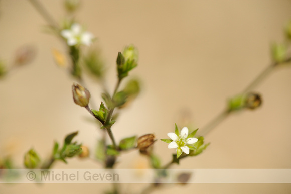 Gewone Zandmuur; Thyme-leaved Sandwort; Arenaria serpyllifolia;