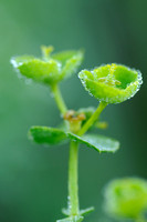 Zandwolfsmelk; Euphorbia seguieriana;