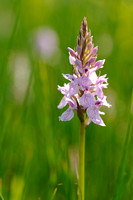 Gevlekte Orchis; Heath Spotted-orchid; Dactylorhiza maculata sub
