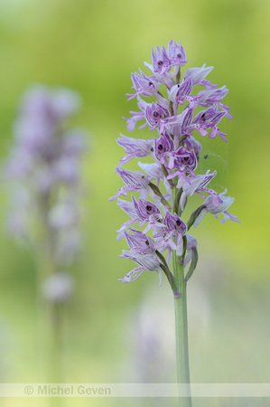 soldaatje;military orchid;orchis militaire