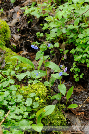 Smal Longkruid; Mountain Lungwort; Pulmonaria montana