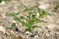 Esdoornganzenvoet; Maple-leaved goosefoot; Chenopodium hybridum;