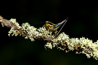 Westelijke zorrosprinkhaan; Chabrier's Marbled Bush-cricket; Eupholidoptera chabrieri