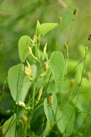 Pijpbloem; Birthwort; Aristolochia clematitis;