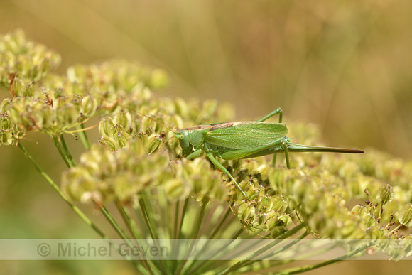 Kleine groene sabelsprinkhaan; Upland Green Bush-cricket; Tettig