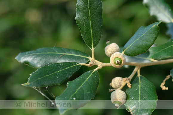 Steeneik; Evergreen Oak; Quercus ilex