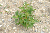 Esdoornganzenvoet; Maple-leaved goosefoot; Chenopodium hybridum;