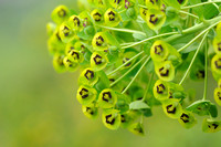 Euphorbia characias; Meditereanean Spurge;