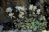 Dik Vetkruid - Corsican Stonecrop - Sedum dasyphyllum