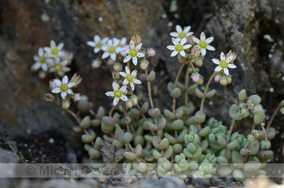 Dik Vetkruid; Corsican Stonecrop; Sedum dasyphyllum