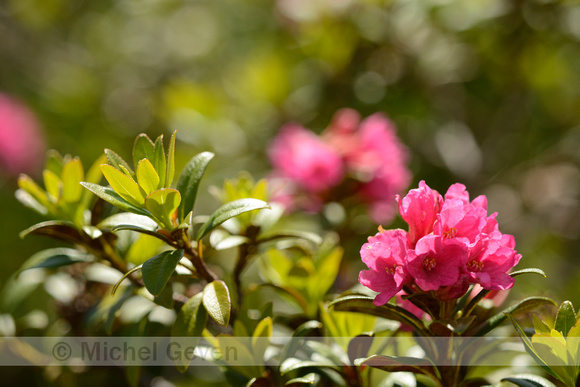 Roestkleurig alpenroosje; Alpen Rose; Rhododendron ferrugineum